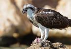 Osprey - Pandion haliaetus: description and images of the bird, its nest, eggs and voice recordings What does an osprey eat