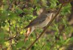 What do nightingales eat in nature?