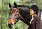 Features of the Russian Trotter breed All about the Russian Trotter breed
