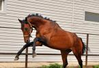 What are they and how to choose the right nicknames for horses Give a name to the horse