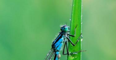 Dragonfly: structure, description and photo The dragonfly is distinguished by a large round head