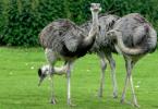 American ostrich (rhea): features of breeding and growing at home