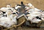 Ogar alebo červená kačica s bielou hlavou: popis druhu
