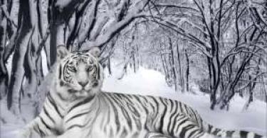 The largest tigers in the world How tigers winter in nature