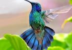 Hummingbird: where does this bird live and how much does it weigh?