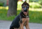 How to teach a German Shepherd puppy to follow the command to come to me, lie down and sit