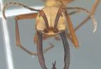 Самый болезненный укус в мире насекомых Кто такой муравей пуля