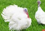 Main meat and egg breeds of turkeys and how to raise them The largest turkey in the world weight