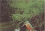 Kde žije rybárik riečny a prečo sa mu v zime hovorí Kingfisher?