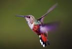 Interesting facts about hummingbirds