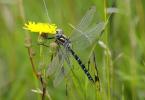 Description, features, types, lifestyle and habitat of the dragonfly