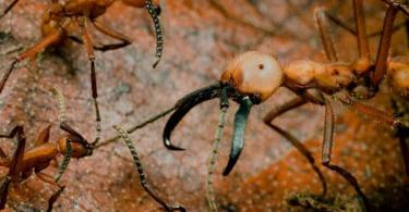Charakter mravca.  Mravčí hmyz.  Životný štýl a prostredie mravcov.  Mravce sa môžu stať