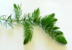 How to care for hornwort in an aquarium How to plant hornwort in an aquarium