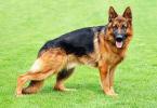 German names Nicknames for service dogs of male German Shepherds