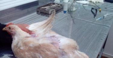 Anatomy of a laying hen in pictures and videos. Features of the structure of the insides of poultry.