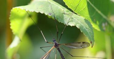 What do large long-legged mosquitoes look like and where are they found?