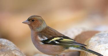 Common finch - what it looks like, features of the bird