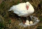 Skillful hands - learning to make a cozy nest for a goose