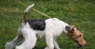 Smooth Fox Terrier: description of the breed, photos and reviews Care and health