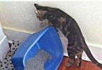 The cat stopped going to the litter box: causes and solutions to toilet problems The cat does not go to the litter box