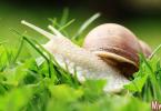 Achatina snails: benefits and harm for humans