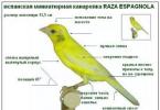 Canaries: appearance and habitat Conditions for keeping canaries