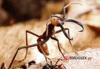 Mravce - kanibali Je možné chovať kočovné mravce