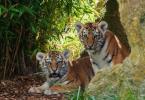 Tiger: photos and videos, description of the breed, subspecies, lifestyle, hunting Where do lions and tigers live