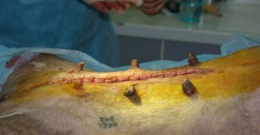 Castration of dogs: care after surgery