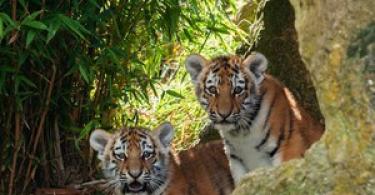 Tiger: fotografie a videá, popis plemena, poddruh, životný štýl, lov Kde žijú levy a tigre