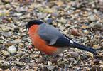 Where do bullfinches fly in the spring?