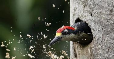 Lesser woodpecker (dendrocopos minor)