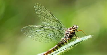 Mayflies, their larvae, structural features, life and photos