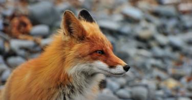 Fox (fox) - types of foxes, where they live, how long they live, what they eat, photos