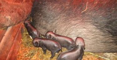Tips for caring for Vietnamese pot-bellied piglets