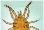 Types and varieties of mites: argas, gamas, scabies, ear mites, bed mites and other gamas mites characteristics