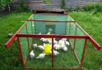 Broilers: growing at home, feeding chickens