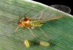 Description of aphids - enemies, what they eat, where they live