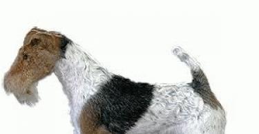 Pes foxteriér: popis, vonkajší štandard, starostlivosť Prečo sa tak volá
