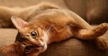 How old do domestic cats live on average?