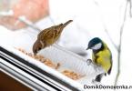 Môžu vtáky jesť ovsené vločky?