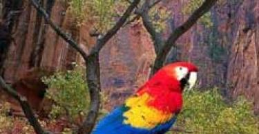 Red Macaw (Ara macao) Scarlet macaw, Arakanga