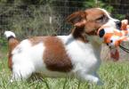 Výchova a starostlivosť o šteniatko Jack Russell Terrier