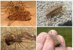 Scolopendra: fotografia hmyzu, prečo je nebezpečný