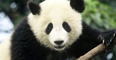 Panda - zvláštne dieťa prírody Kde môžete stretnúť pandu