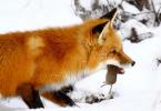 Líška je červený podvodník: čo o nej vieme?