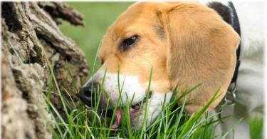 Mýty a pravda o tom, prečo psy jedia trávu Jack Russell žerie trávu