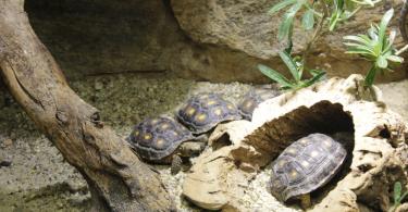Ako sa starať o korytnačku doma?