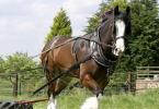 Shire draft horse breed (Shire)