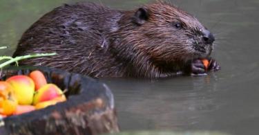 Beaver or beaver: how to write correctly, and what kind of animal is it?